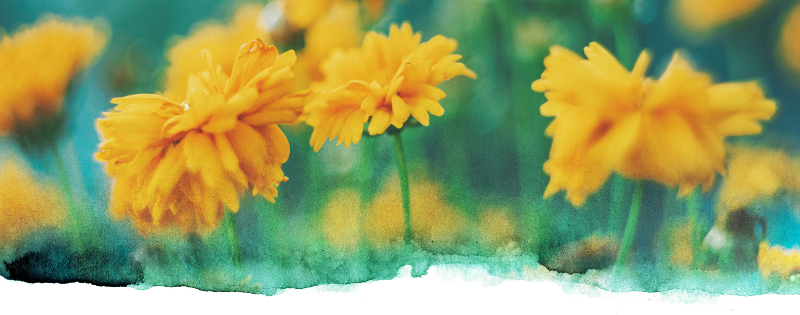 Additional Properties Valenti Country Estates Apartments